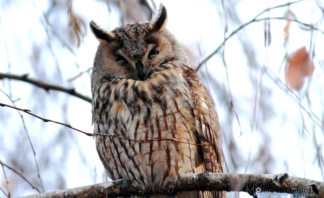 Gufo comune (Asio otus) sonnacchioso